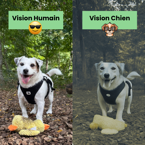 Paco le Canard : Peluche anti-stress