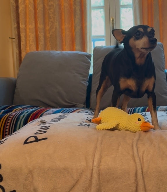 Peluche relaxante pour chien