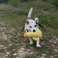 Peluche relaxante pour chien